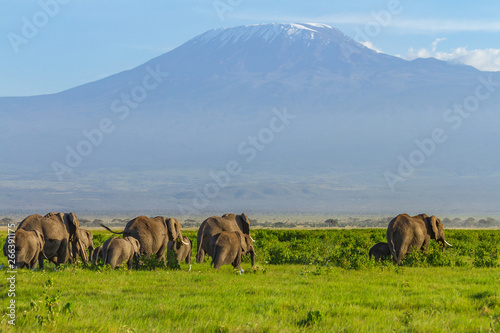 Elephant herd tuskers and baby calves Loxodonta Africana front of Mount Kilimanjaro Amboseli National Park Kenya Africa blue sky green grass landscape copy space vulnerable species natural environment © Nicola.K.photos