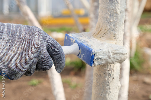 Caring for fruit trees, processing chalk bark, gloved hand with a brush close-up.