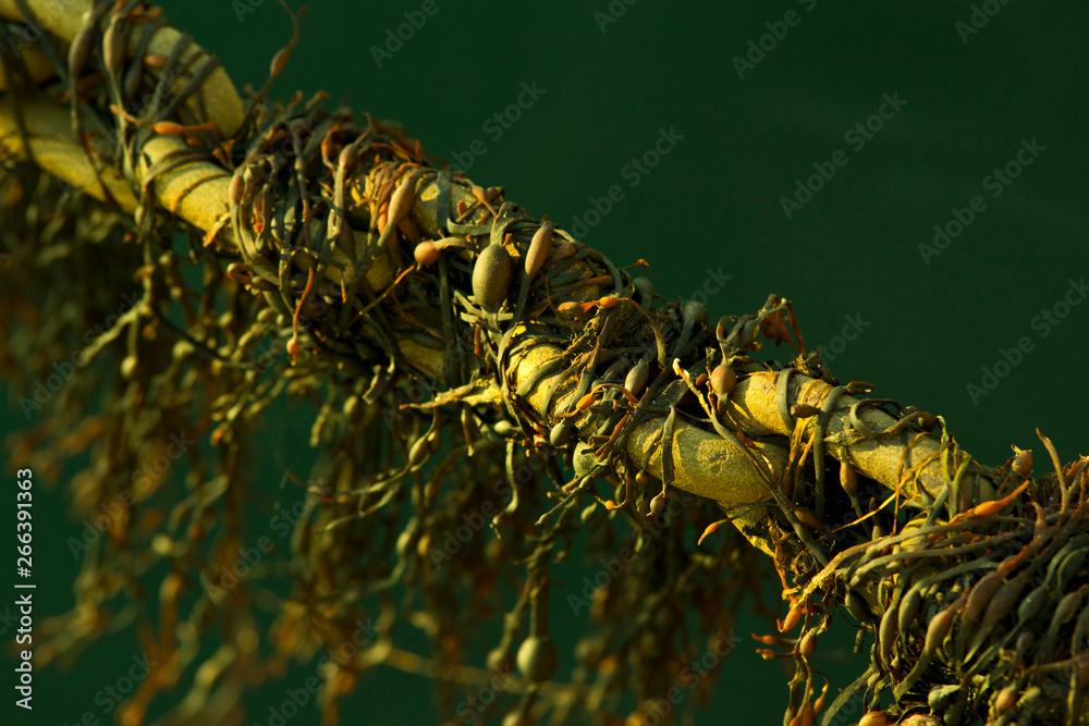 Obraz premium Moss on chain
