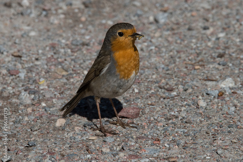 Robin with maggots in the beak
