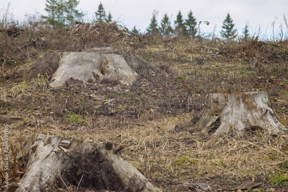 Fototapeta premium Deforestation. Three old fir stumps in front of a blurred forest