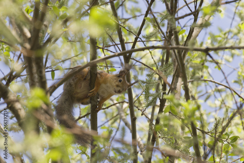 Squirrel on a branch in the forest.