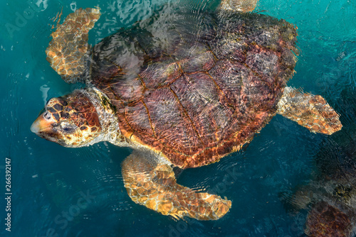 Turtle swimming in Project Tamar tank at Praia do Forte, Brazil