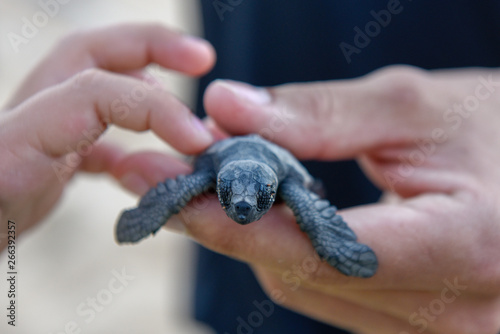 People observing baby turtles on Tamar project at Praia do Forte, Brazil