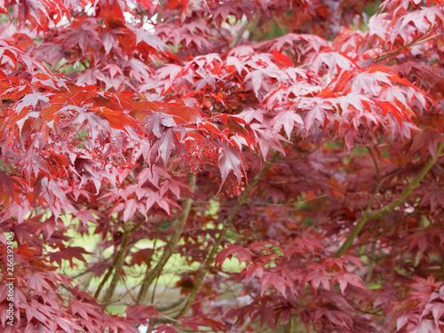Acer palmatum 'Atropurpureum'. Erable pourpre du Japon ou érable palmé aux feuillage de coloration flamboyante