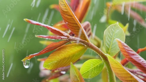 Green leaf with raindrops in the summer in nature develops in the wind