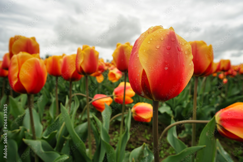 Orange tulips with rain drops on them.