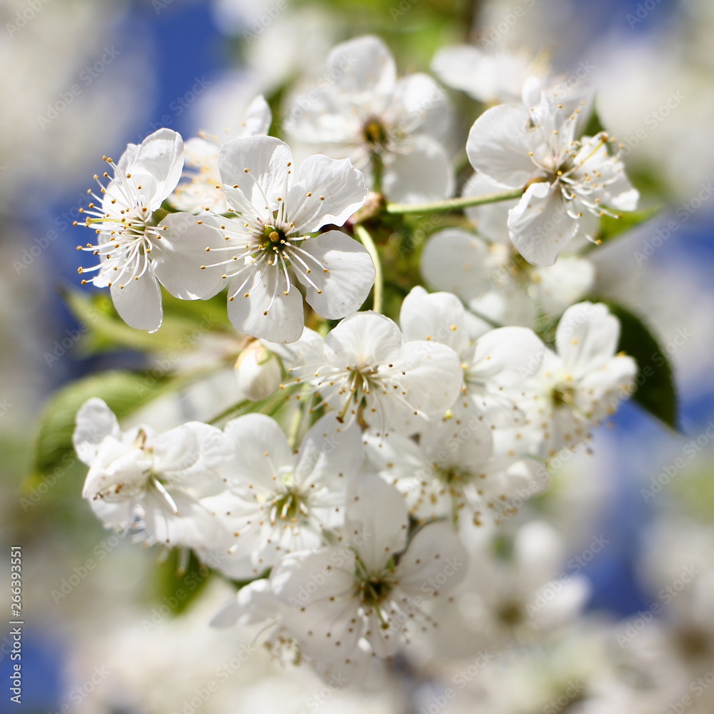 Beautiful white cherrytree flowers closeup