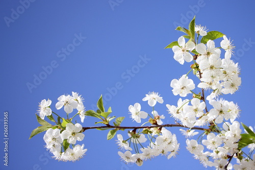 Beautiful cherry tree blooming branch flowers closeup on clear blue sky background - blank with copyspace