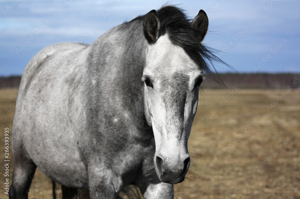 Grey andalusian horse walking in the pasture, portrait. Grey andalusian horse walking in the pasture, portrait.