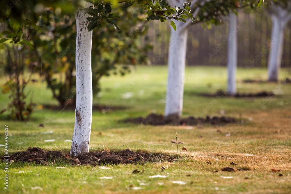 Whitewashed bark of tree growing in sunny orchard garden on blurred green copy space background. Whitewashed bark of tree growing in sunny orchard garden on blurred green copy space background.