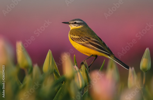 Canvastavla Yellw wagtail Sits on Dutch tulips