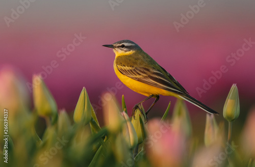 Yellw wagtail Sits on Dutch tulips 