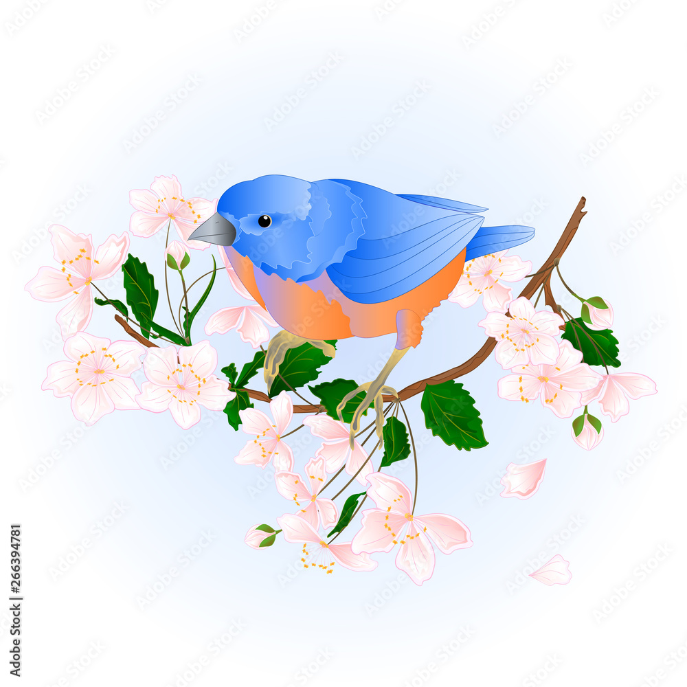 Bird Bluebird  small thrush  songbirdons on an  branch wild Cherry wild Cherry  blue   spring background vintage vector illustration editable hand draw