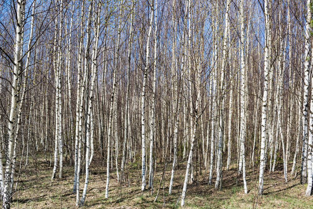 Fototapeta premium Birch Grove