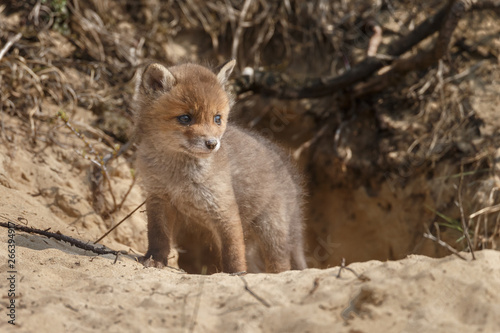 Red fox cubs in nature in springtime