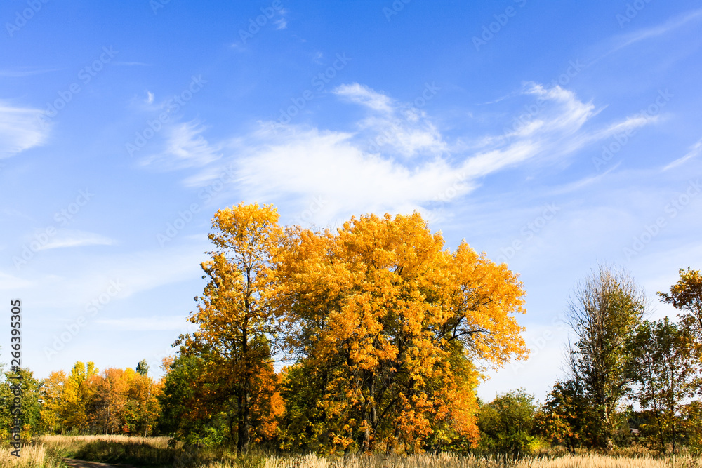 yellow trees against blue sky