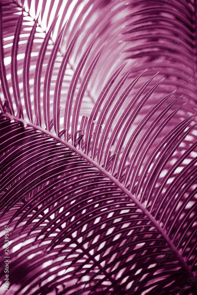 Naklejka premium nature poster. leaf of palm
