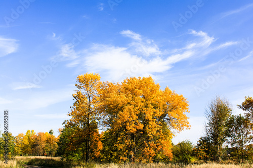 yellow trees against blue sky