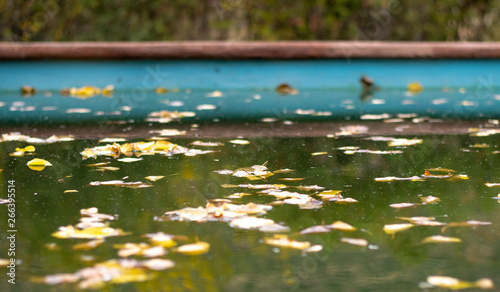 pond with water lilies © Raul