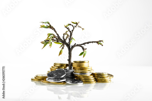 money tree with coins on a white background