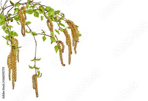 Birch twigs with young spring leaves and seeds isolated on white background
