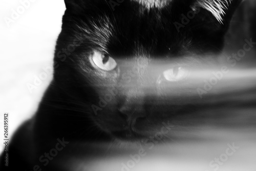 Close-up of a black cat`s head with green eyes over which is a white streak. Scary esoteric concept.Black hairy cat has green eyes. White smudge runs through her face. photo