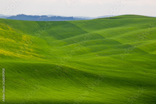 Crete Senesi green hills in Tuscany © tmag