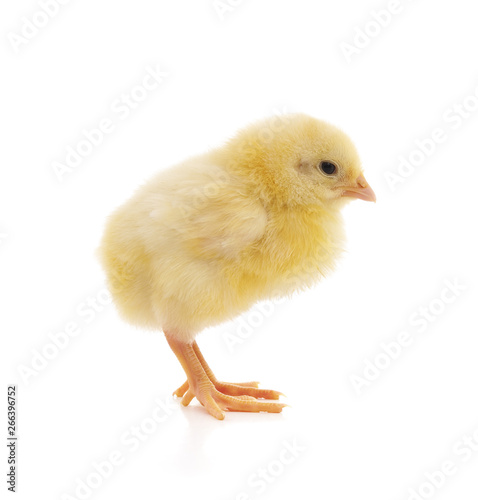 Small yellow chicken. © voren1