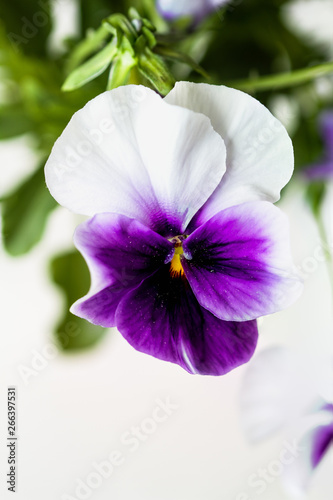 Up close macro of a purple and white Pansy with blurred background. Selective focus on center of Viola flower. Spring and Autumn annual garden plant.