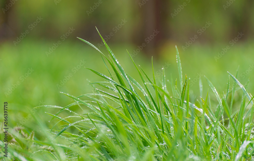 green grass after a spring rain green grass after a spring rain