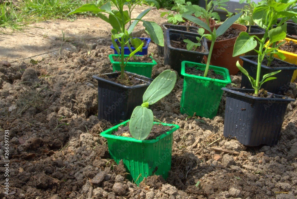 godets de plants pour plantation de printemps godets de plants pour plantation de printemps