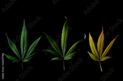 Three marijuana fan leaves against a black background and dramatic lighting to showcase the changing colors, a concept for growth of cannabis plants and progression from seedling through to flowering.
