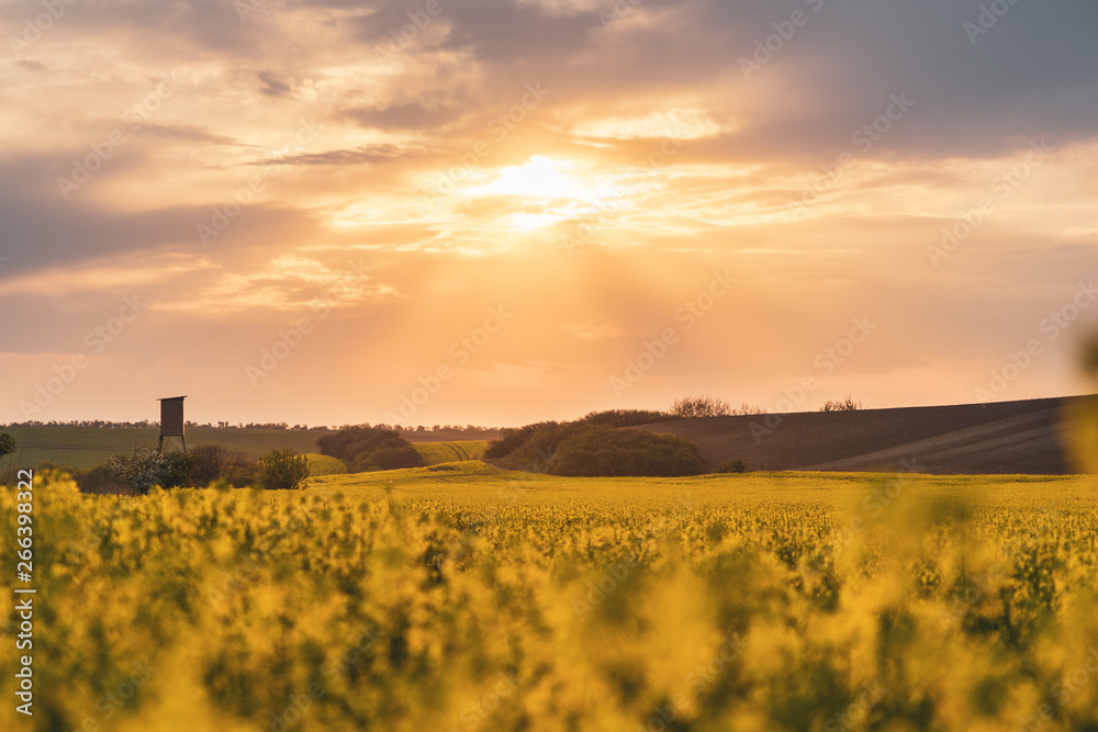 Beautiful landscape of canola field at sunset. The flower pollen is floating in the air. In the distance, a visible hunting pulpit. Visible fields not sown.