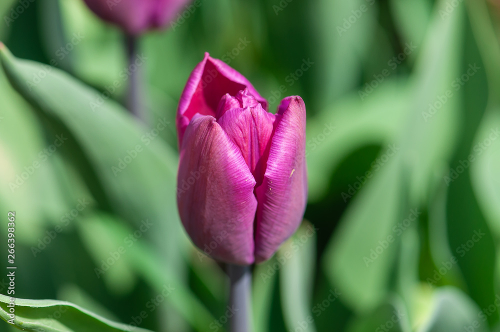 Purple tulip in the morning garden
