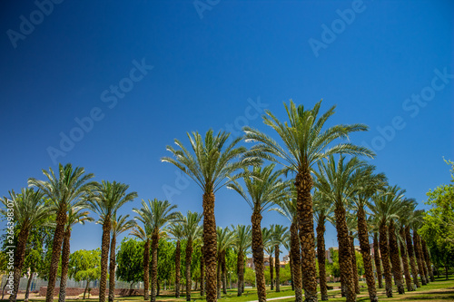 palm trees park outdoor city square ecological green space for walking and promenade  bright colors and summer hot season weather time 