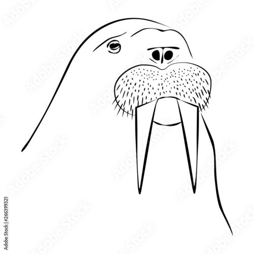 Vector illustration of hand-drawn lines kind and funny walrus character. Made in the style of an outline, sketch, suitable for use in children's books, on the Internet sites and in print.