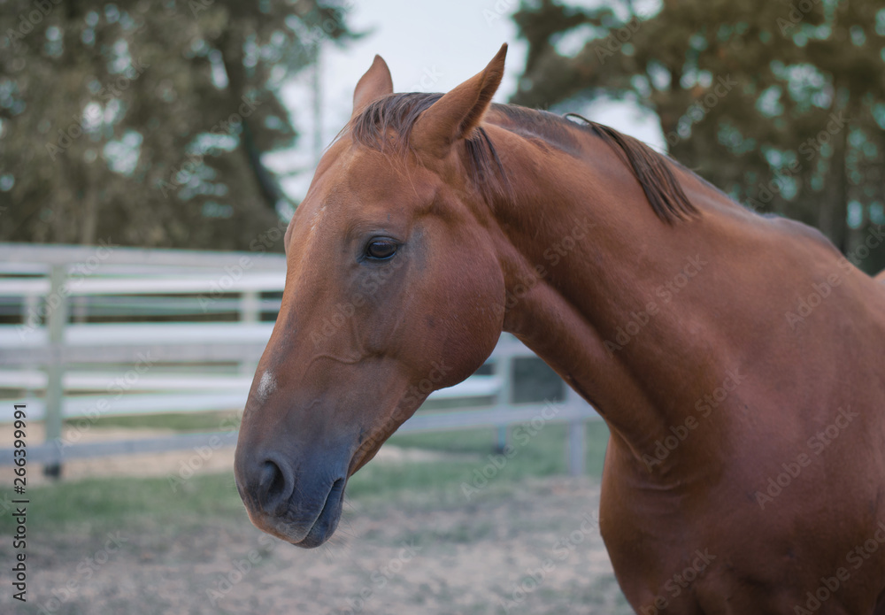 Fototapeta premium portrait of horse in paddock