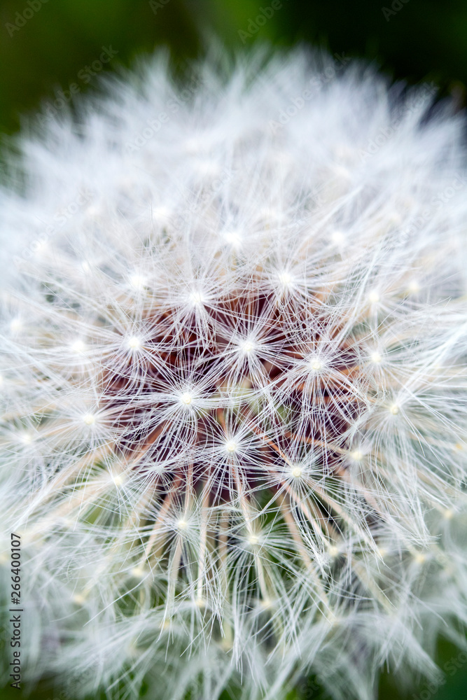 Obraz premium Close Up of Dandelion Seeds on Flower Head