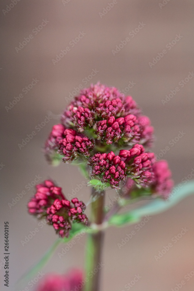 Obraz premium Pretty Pink Flower Close up Macro