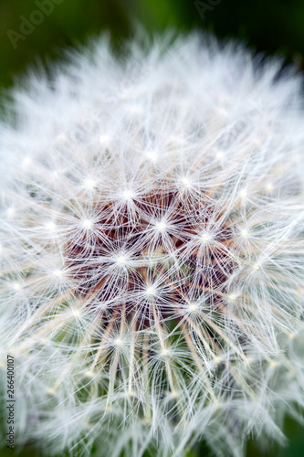 Close Up of Dandelion Seeds on Flower Head