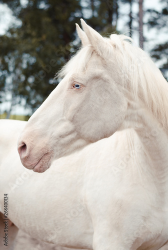 portrait of beautiful white isabella horse with blue eyes in autumn