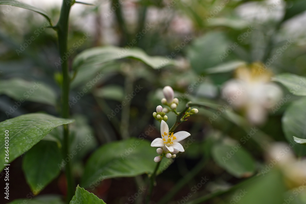 Fototapeta premium Lemon blossom