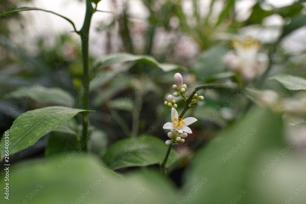 Lemon blossom
