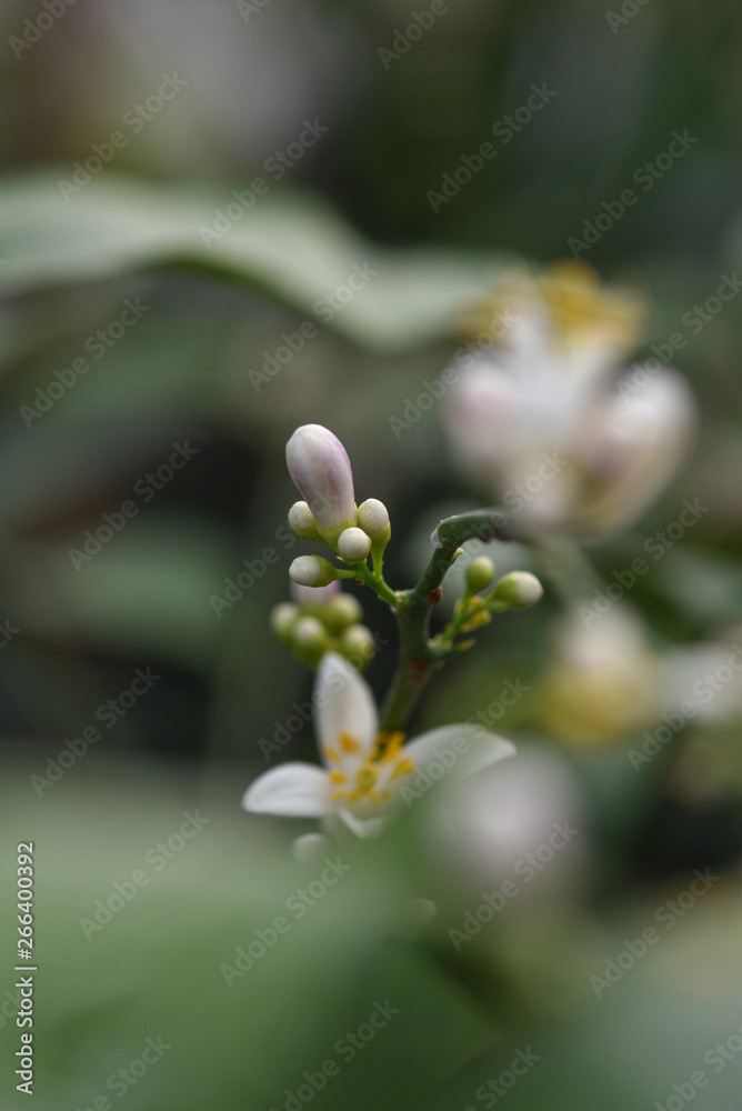 Lemon blossom Lemon blossom