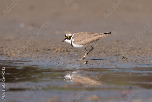 Little ringed plover, real wildlife photo