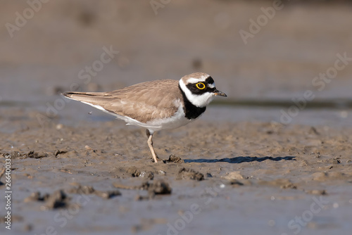 Little ringed plover, real wildlife photo