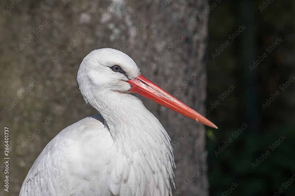 Fototapeta premium Weißstorch