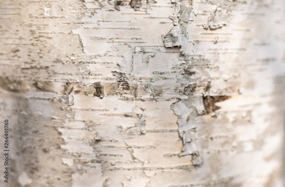 Obraz premium Abstract White – Beige Nature of Wood with Bark, Background with Copy Space for Text.