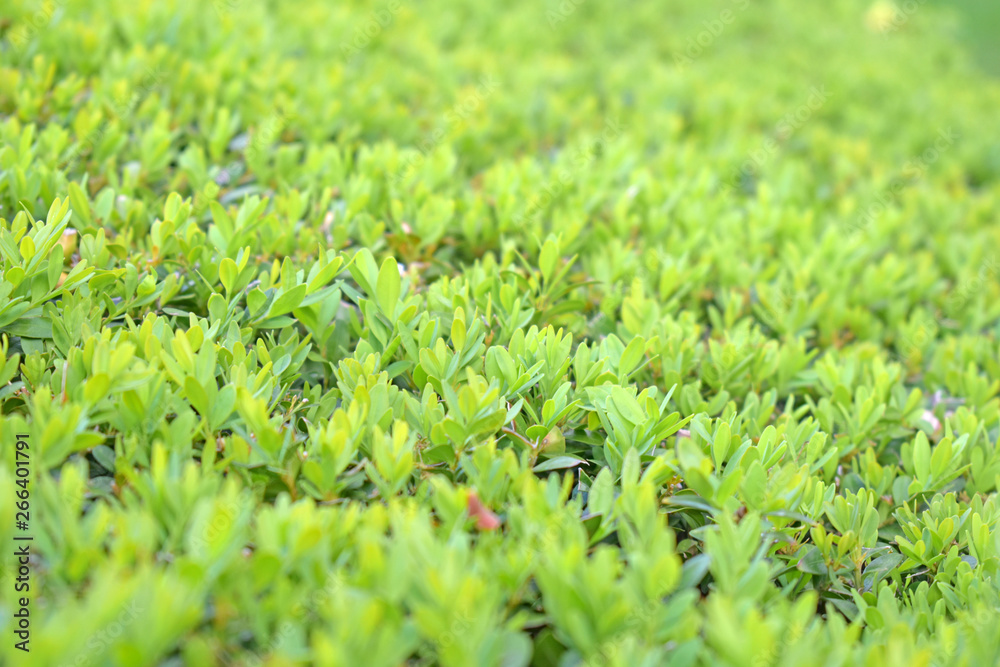 Stock photo green leaves foliage texture background Stock photo green leaves foliage texture background
